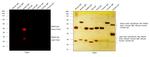 Rabbit IgG (H+L) Highly Cross-Adsorbed Secondary Antibody