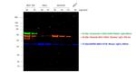 Rabbit IgG (H+L) Highly Cross-Adsorbed Secondary Antibody in Western Blot (WB)