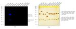 Rabbit IgG (H+L) Highly Cross-Adsorbed Secondary Antibody in Western Blot (WB)