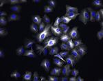 Rabbit IgG (H+L) Highly Cross-Adsorbed Secondary Antibody in Immunocytochemistry (ICC/IF)