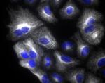 Rabbit IgG (H+L) Highly Cross-Adsorbed Secondary Antibody in Immunocytochemistry (ICC/IF)