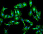 Goat IgG (H+L) Highly Cross-Adsorbed Secondary Antibody in Immunocytochemistry (ICC/IF)