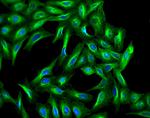 Goat IgG (H+L) Highly Cross-Adsorbed Secondary Antibody in Immunocytochemistry (ICC/IF)