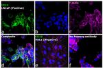 Goat IgG (H+L) Highly Cross-Adsorbed Secondary Antibody in Immunocytochemistry (ICC/IF)