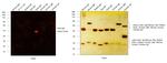 Goat IgG (H+L) Highly Cross-Adsorbed Secondary Antibody