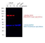 Goat IgG (H+L) Highly Cross-Adsorbed Secondary Antibody in Western Blot (WB)