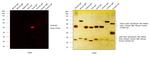 Goat IgG (H+L) Highly Cross-Adsorbed Secondary Antibody in Western Blot (WB)