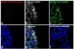 Goat IgG (H+L) Highly Cross-Adsorbed Secondary Antibody in Immunocytochemistry (ICC/IF)