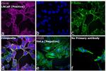 Goat IgG (H+L) Highly Cross-Adsorbed Secondary Antibody in Immunocytochemistry (ICC/IF)