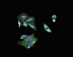 Goat IgG (H+L) Highly Cross-Adsorbed Secondary Antibody in Immunocytochemistry (ICC/IF)