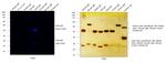 Goat IgG (H+L) Highly Cross-Adsorbed Secondary Antibody in Western Blot (WB)