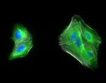 Chicken IgY (H+L) Cross-Adsorbed Secondary Antibody in Immunocytochemistry (ICC/IF)