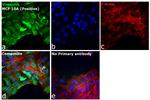 Chicken IgY (H+L) Cross-Adsorbed Secondary Antibody in Immunocytochemistry (ICC/IF)