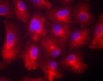 Chicken IgY (H+L) Cross-Adsorbed Secondary Antibody in Immunocytochemistry (ICC/IF)