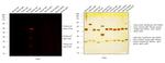 Chicken IgY (H+L) Cross-Adsorbed Secondary Antibody in Western Blot (WB)