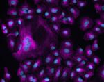 Chicken IgY (H+L) Cross-Adsorbed Secondary Antibody in Immunocytochemistry (ICC/IF)