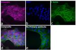 Chicken IgY (H+L) Cross-Adsorbed Secondary Antibody in Immunocytochemistry (ICC/IF)