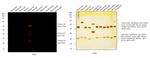 Chicken IgY (H+L) Cross-Adsorbed Secondary Antibody