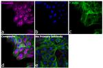 Chicken IgY (H+L) Cross-Adsorbed Secondary Antibody in Immunocytochemistry (ICC/IF)