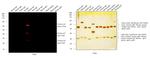 Chicken IgY (H+L) Cross-Adsorbed Secondary Antibody