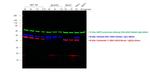 Chicken IgY (H+L) Cross-Adsorbed Secondary Antibody in Western Blot (WB)