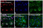 Rat IgG (H+L) Highly Cross-Adsorbed Secondary Antibody in Immunocytochemistry (ICC/IF)