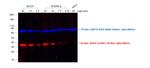 Rat IgG (H+L) Highly Cross-Adsorbed Secondary Antibody in Western Blot (WB)