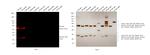 Rat IgG (H+L) Highly Cross-Adsorbed Secondary Antibody in Western Blot (WB)