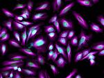 Rat IgG (H+L) Highly Cross-Adsorbed Secondary Antibody in Immunocytochemistry (ICC/IF)