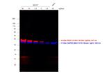 Rat IgG (H+L) Highly Cross-Adsorbed Secondary Antibody in Western Blot (WB)