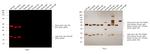 Rat IgG (H+L) Highly Cross-Adsorbed Secondary Antibody in Western Blot (WB)