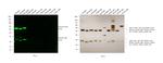 Rat IgG (H+L) Highly Cross-Adsorbed Secondary Antibody in Western Blot (WB)