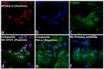 Rat IgG (H+L) Highly Cross-Adsorbed Secondary Antibody in Immunocytochemistry (ICC/IF)