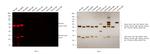 Rat IgG (H+L) Highly Cross-Adsorbed Secondary Antibody in Western Blot (WB)