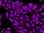 Rat IgG (H+L) Highly Cross-Adsorbed Secondary Antibody in Immunocytochemistry (ICC/IF)