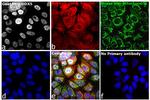 Rat IgG (H+L) Highly Cross-Adsorbed Secondary Antibody in Immunocytochemistry (ICC/IF)