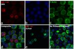 Human IgG (H+L) Cross-Adsorbed Secondary Antibody in Immunocytochemistry (ICC/IF)