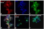 Human IgG (H+L) Cross-Adsorbed Secondary Antibody in Immunocytochemistry (ICC/IF)