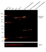 Human IgG (H+L) Cross-Adsorbed Secondary Antibody in Western Blot (WB)