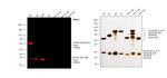 Human IgG (H+L) Cross-Adsorbed Secondary Antibody in Western Blot (WB)