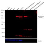 Human IgG (H+L) Cross-Adsorbed Secondary Antibody in Western Blot (WB)