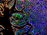 Rabbit IgG (H+L) Cross-Adsorbed Secondary Antibody in Immunocytochemistry (ICC/IF)