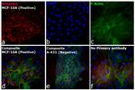 Rabbit IgG (H+L) Cross-Adsorbed Secondary Antibody in Immunocytochemistry (ICC/IF)