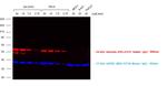 Rabbit IgG (H+L) Cross-Adsorbed Secondary Antibody in Western Blot (WB)