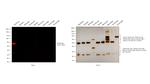 Rabbit IgG (H+L) Cross-Adsorbed Secondary Antibody in Western Blot (WB)