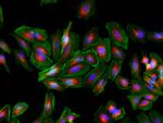 Rabbit IgG (H+L) Cross-Adsorbed Secondary Antibody in Immunocytochemistry (ICC/IF)