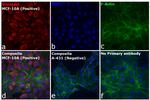 Rabbit IgG (H+L) Cross-Adsorbed Secondary Antibody in Immunocytochemistry (ICC/IF)