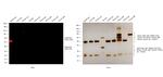 Rabbit IgG (H+L) Cross-Adsorbed Secondary Antibody in Western Blot (WB)