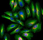 Rabbit IgG (H+L) Cross-Adsorbed Secondary Antibody in Immunocytochemistry (ICC/IF)