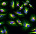 Rabbit IgG (H+L) Cross-Adsorbed Secondary Antibody in Immunocytochemistry (ICC/IF)